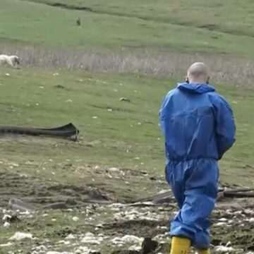 img-340 Tragedie în județul Mureș: Sute de oi găsite moarte pe un câmp