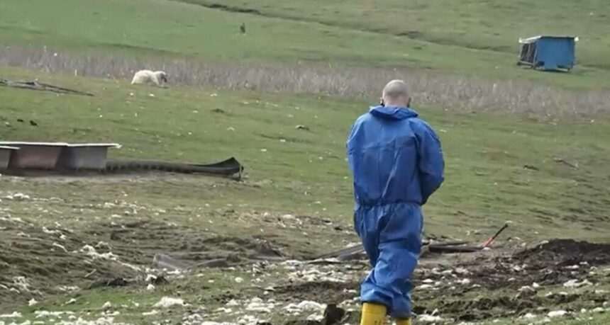 img-340 Tragedie în județul Mureș: Sute de oi găsite moarte pe un câmp