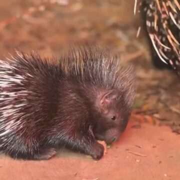 img-382 Porcușorul spinos Dakari – Noua mascota a unei grădini zoologice din Anglia
