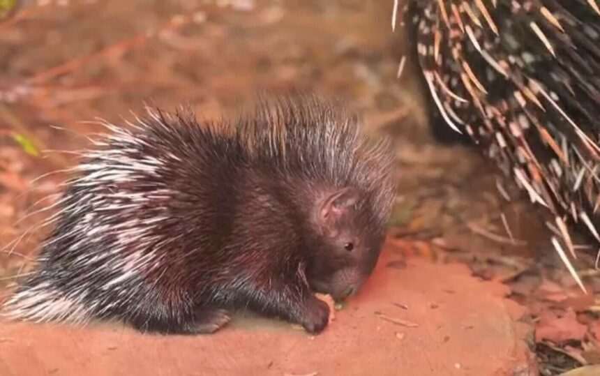 img-382 Porcușorul spinos Dakari – Noua mascota a unei grădini zoologice din Anglia