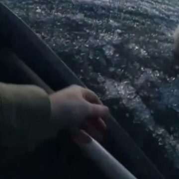 img-384 Salvarea unui cățel pe un lac înghețat