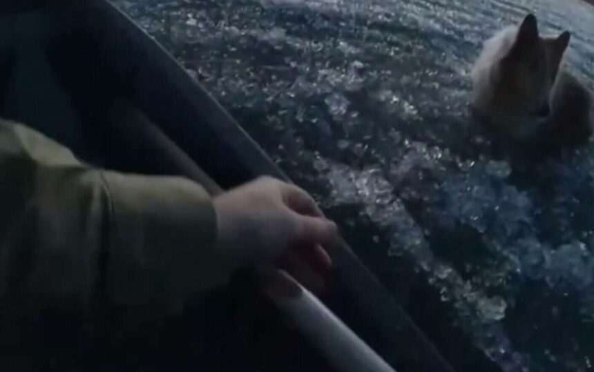 Salvarea unui cățel pe un lac înghețat