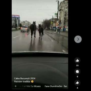 img-396 Cai la plimbare nestingheriți pe principala arteră din Craiova. Au fost văzuți pe Calea București