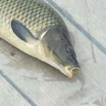 img-434 Cele mai populare specii de pește în România