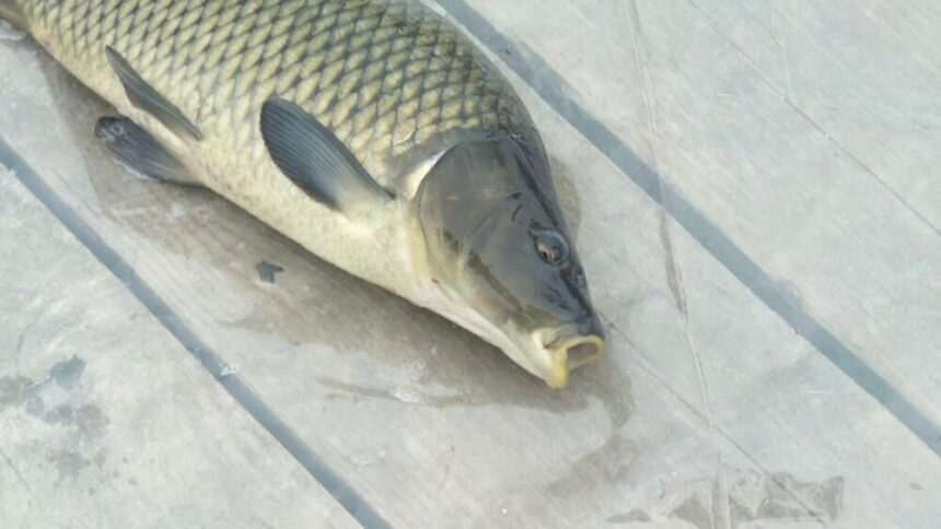 img-434 Cele mai populare specii de pește în România