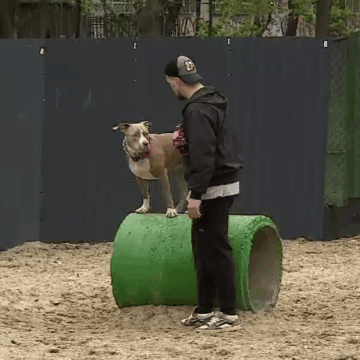 img-44 Responsabilitatea stăpânilor de câini și sancțiunile impuse în România