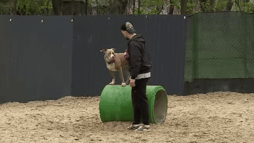 img-44 Responsabilitatea stăpânilor de câini și sancțiunile impuse în România