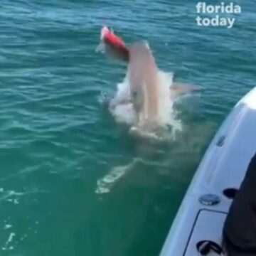 img-447 Rechinii se luptă pentru a mânca un pește prins de un pescar în largul coastei de est a Floridei