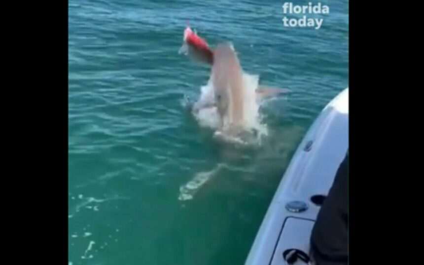 img-447 Rechinii se luptă pentru a mânca un pește prins de un pescar în largul coastei de est a Floridei