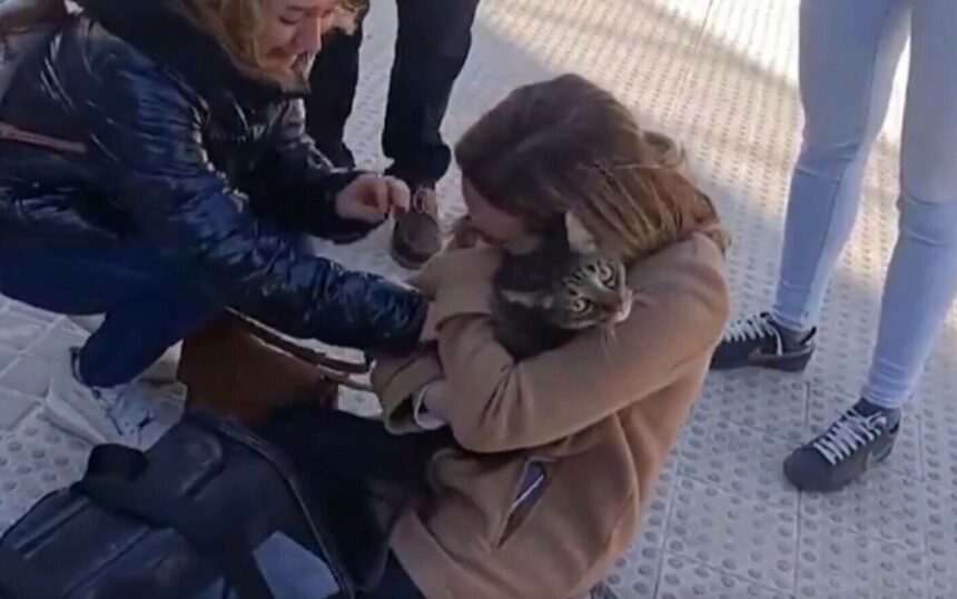 Pisica miraculoasă Coco – Supraviețuitoare a incendiului din Valencia