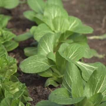 Micii producători și diversificarea ofertelor: o tendință în creștere pe piața alimentară