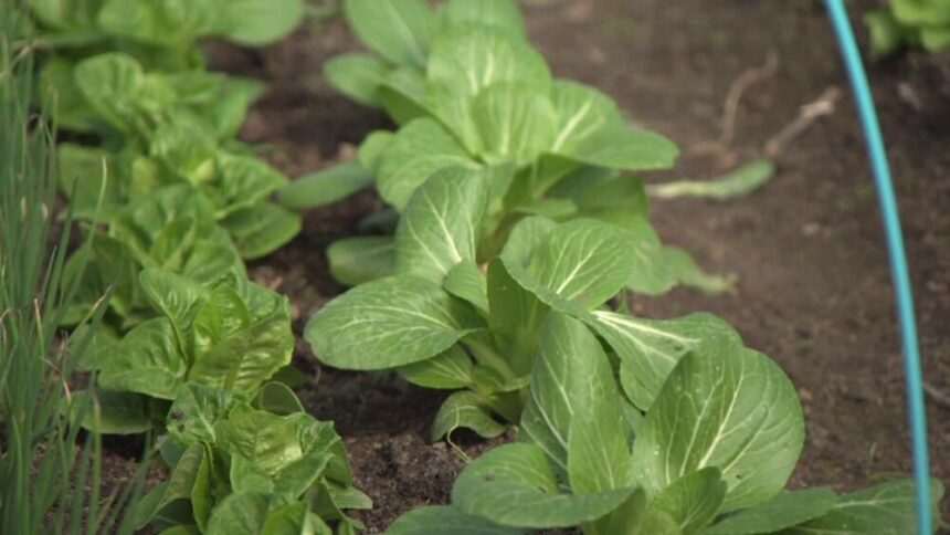 Micii producători și diversificarea ofertelor: o tendință în creștere pe piața alimentară