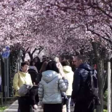 Tunelul Iubirii, străjuit de prunii japonezi, la Timișoara