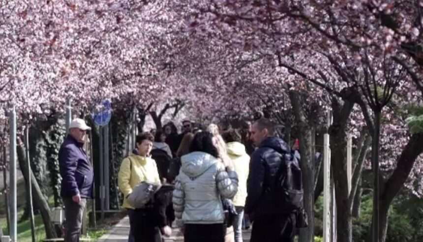 img-541 Tunelul Iubirii, străjuit de prunii japonezi, la Timișoara