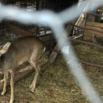 img-59 Bărbat cercetat pentru braconaj. Câte kilograme de carne de vânat au fost găstite în locuința lui din Maramureș