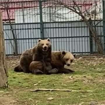 img-679 Imaginile cu Bella și Baloo de la Grădina Zoologică din Rădăuți au devenit virale. Cum au fost surprinși cei doi urși