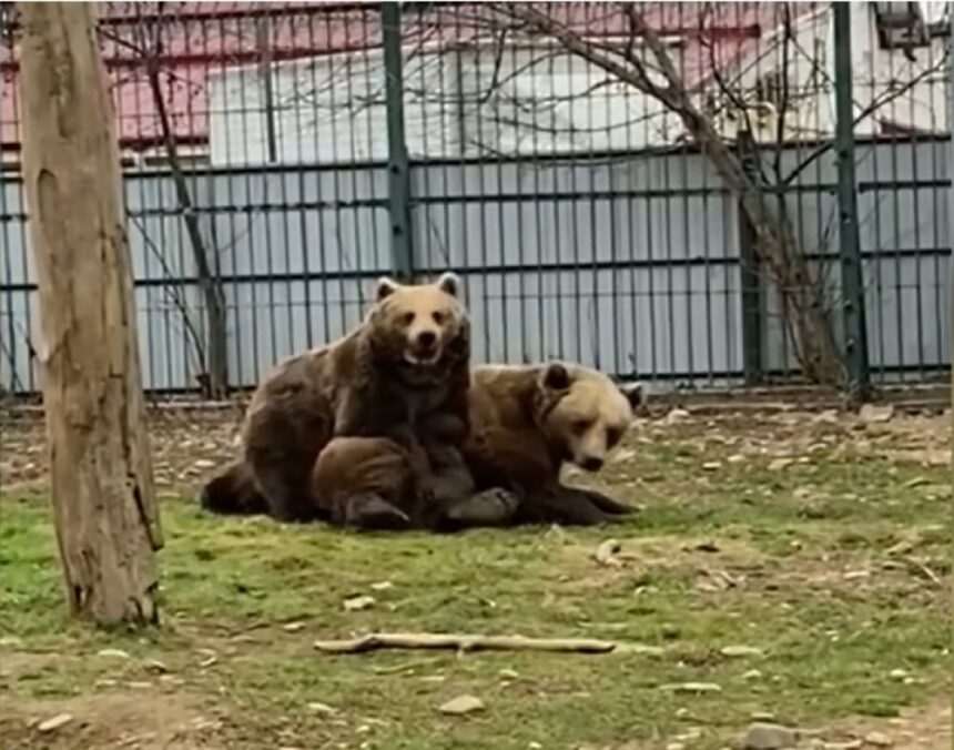 img-679 Imaginile cu Bella și Baloo de la Grădina Zoologică din Rădăuți au devenit virale. Cum au fost surprinși cei doi urși