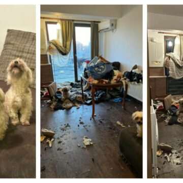 img-689 Dezastrul lăsat de o româncă în apartamentul pe care îl închiriase. Avea nouă câini și o pisică