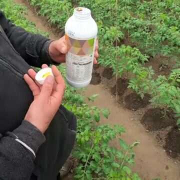 img-733 Fructe și legume depistate cu urme de pesticide: impactul asupra sănătății și măsurile luate