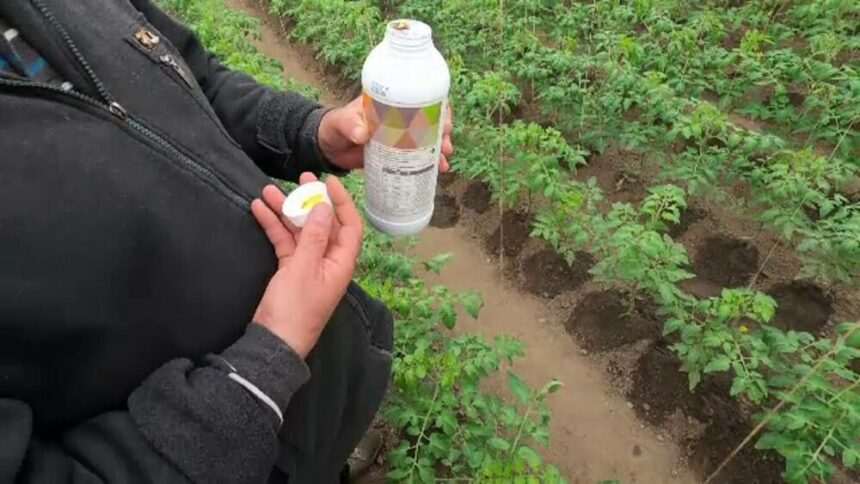 img-733 Fructe și legume depistate cu urme de pesticide: impactul asupra sănătății și măsurile luate