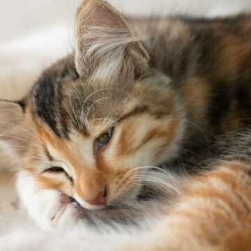 Bărbat condamnat pentru uciderea unei pisici în Turcia