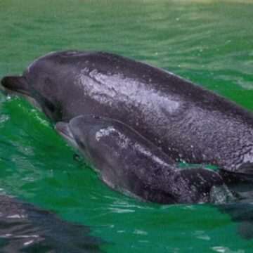 img-794 Bucurie la Delfinariul Constanța: S-a născut primul pui de delfin în istoria de 70 de ani a instituției