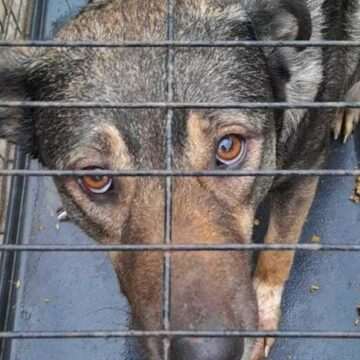 img-803 Animale chinuite în apartamentul unui bărbat din Hunedoara