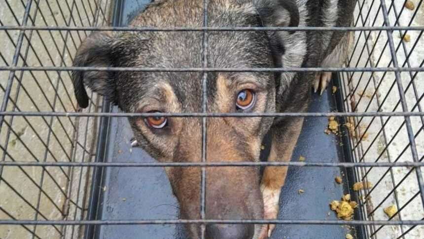 Animale chinuite în apartamentul unui bărbat din Hunedoara