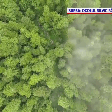 img-83 Deputata USR: Noul Cod Silvic e un atentat la pădurile României