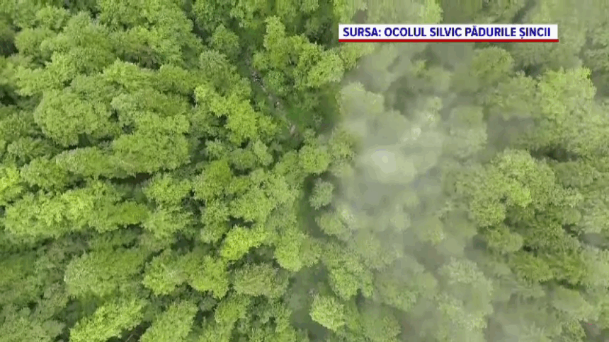 img-83 Deputata USR: Noul Cod Silvic e un atentat la pădurile României