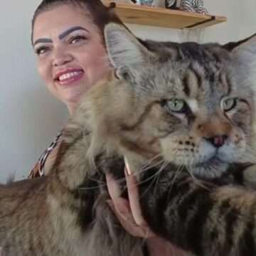 Motanul din Brazilia care ar putea câștiga titlul de cea mai mare pisică domestică din lume