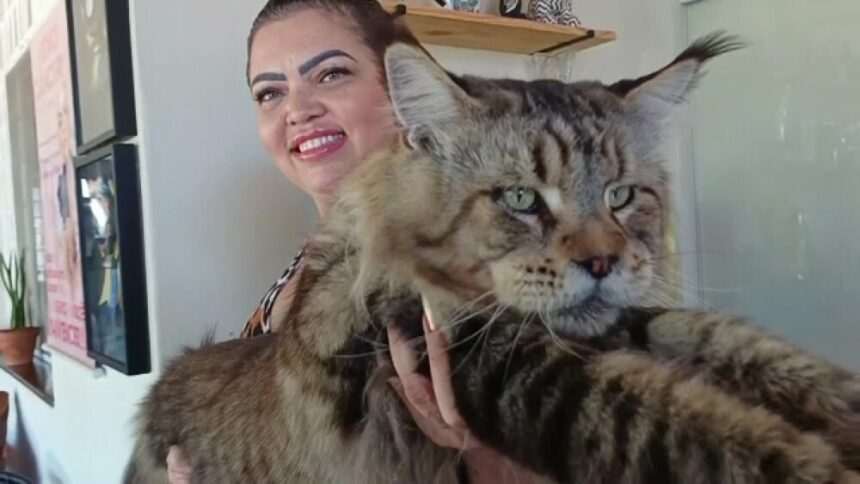 img-842 Motanul din Brazilia care ar putea câștiga titlul de cea mai mare pisică domestică din lume