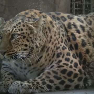 Leopardul supraponderal din grădina zoologică