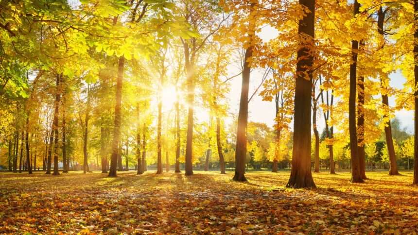 img-906 Prognoza meteo pentru 16 martie