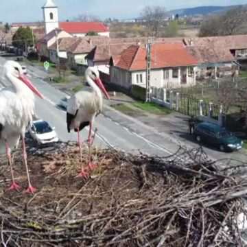 img-907 Două berze celebrities în satul Dumbrăvioara, județul Mureș