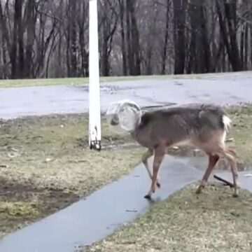 img-941 Familia din SUA care a salvat o căprioară prinsă într-un borcan de plastic