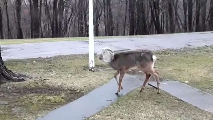 img-941 Familia din SUA care a salvat o căprioară prinsă într-un borcan de plastic