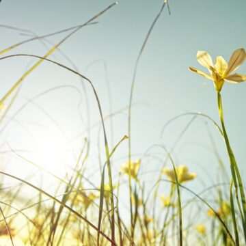 img-1053 Prognoza meteo pentru săptămânile de Paște emisă de ANM