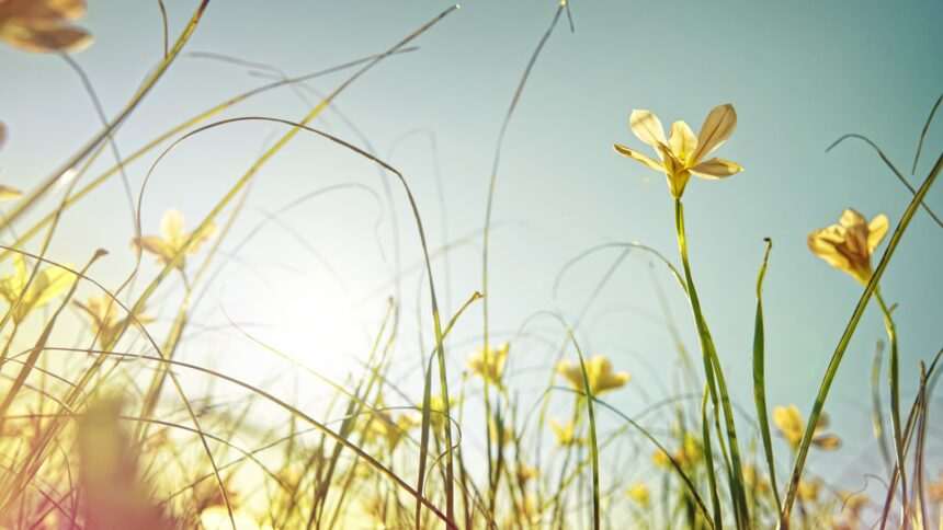 img-1053 Prognoza meteo pentru săptămânile de Paște emisă de ANM