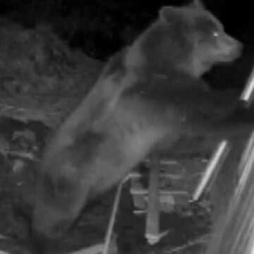 img-1106 Terorizați de urși, locanicii din județul Mureș sunt martorii unui adevărat coșmar