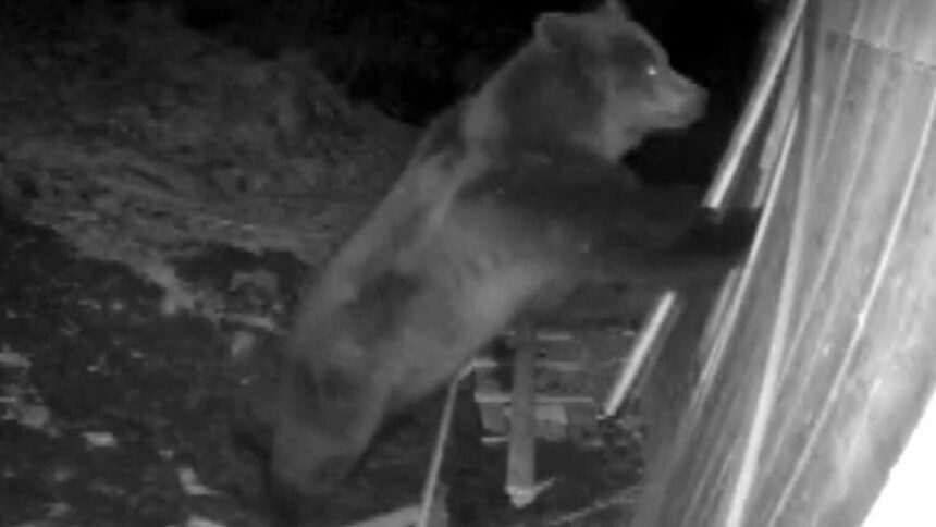 img-1106 Terorizați de urși, locanicii din județul Mureș sunt martorii unui adevărat coșmar