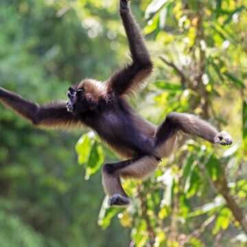 img-1122 Fetița eroină care a salvat un bebeluș din ghearele unei bande de maimuțe