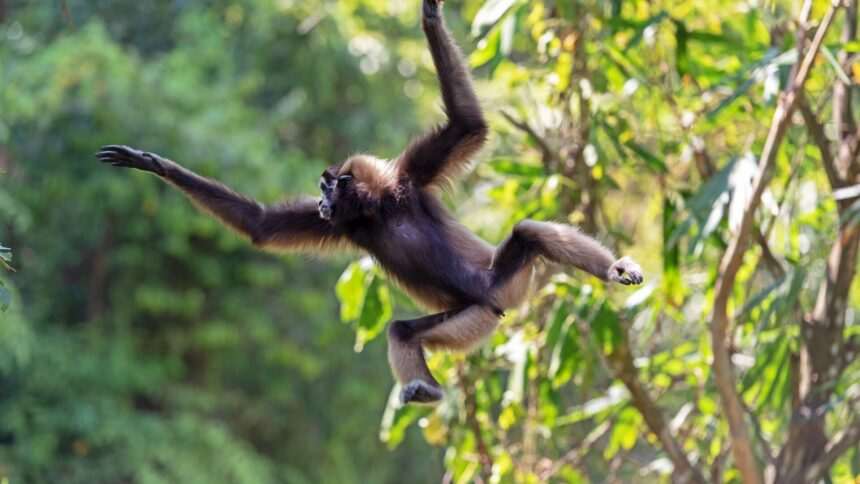 img-1122 Fetița eroină care a salvat un bebeluș din ghearele unei bande de maimuțe