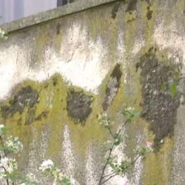 img-1133 Descoperirea specialiștilor din România privind spori de mucegai și posibile alergii