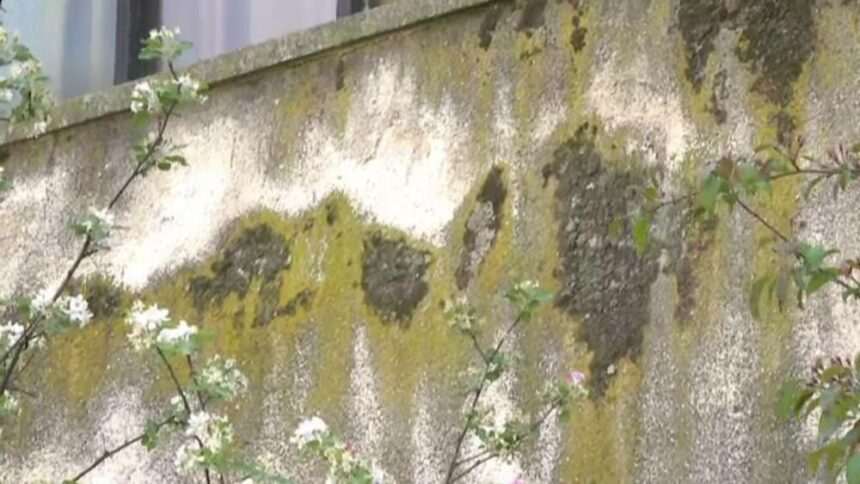 img-1133 Descoperirea specialiștilor din România privind spori de mucegai și posibile alergii