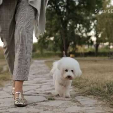 img-1187 Cele mai populare rase de câini din România