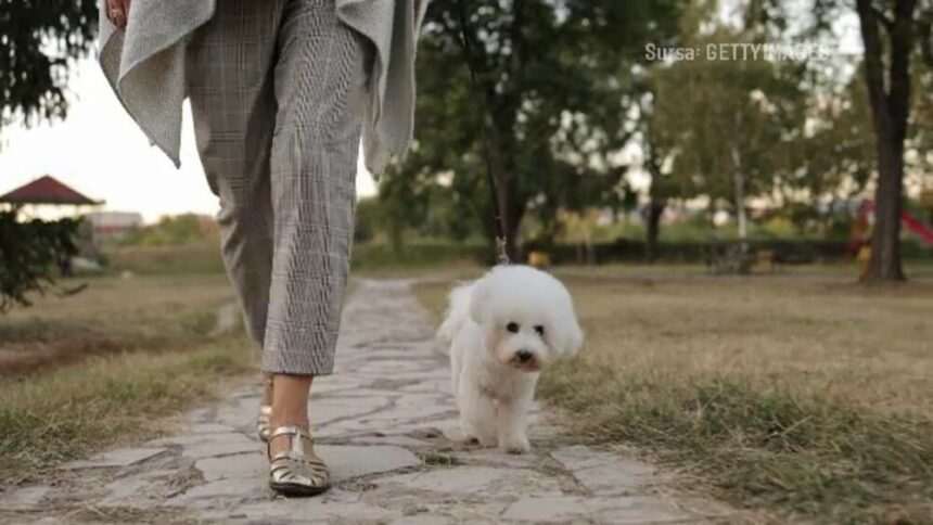 img-1187 Cele mai populare rase de câini din România