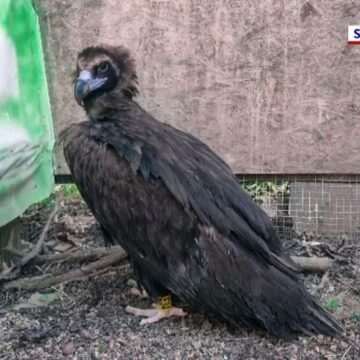img-1238 Vulturul negru, o specie rară care revine în România