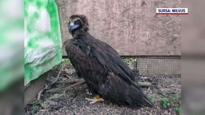 Vulturul negru, o specie rară care revine în România