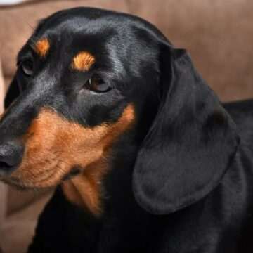 img-1311 Femeie atacată de câine teckel: o poveste de groază